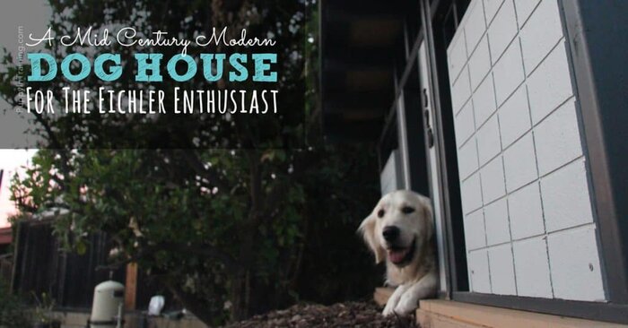 Raven loves her mid century modern dog house! She must be an Eichler enthusiast :)