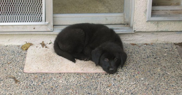 ライナス：トレーニングの最初の子犬 