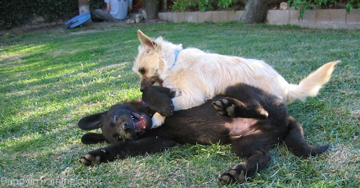 ライナス：トレーニングの最初の子犬 