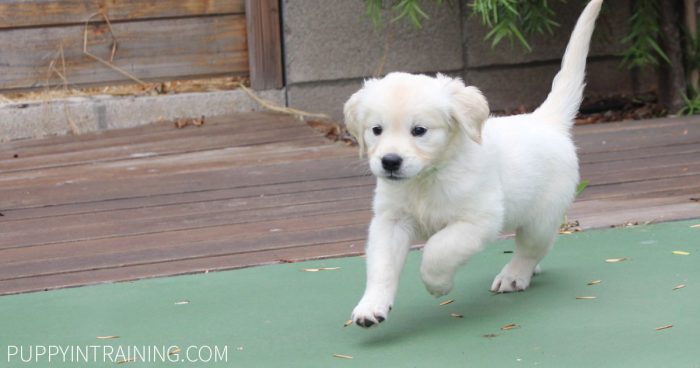 White puppy running on tennis court