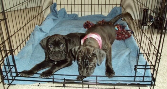 Puppies Buzz (left) and Missy (right) in their crate