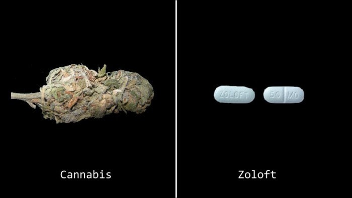 marijuana-pills-zoloft-5
