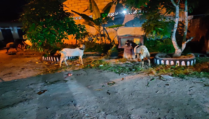 Dua Hewan Kurban Yang Diserahkan IPK Bintan