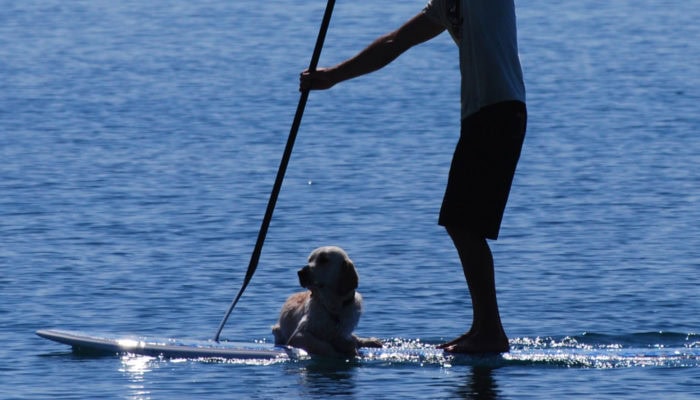 Person paddleboading with a dog and an adjustable stand up paddle board paddle