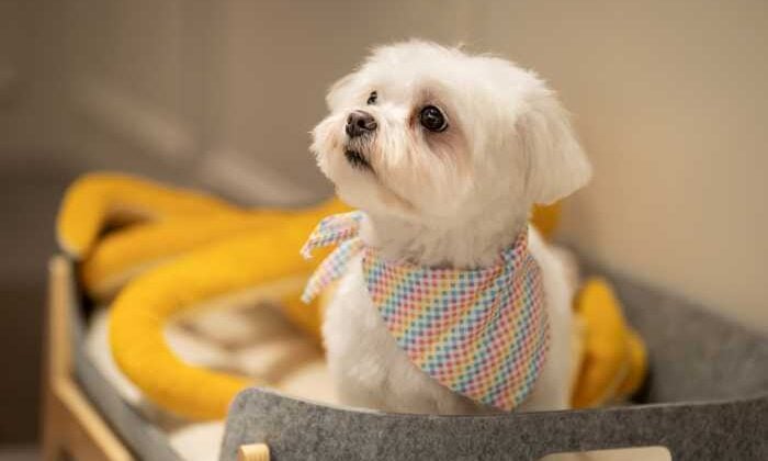 Uzman bakım ve stil sahibi zarafeti buluşturan kişiye özel deneyimler ile sevimli dostlarımızı şımartıyor