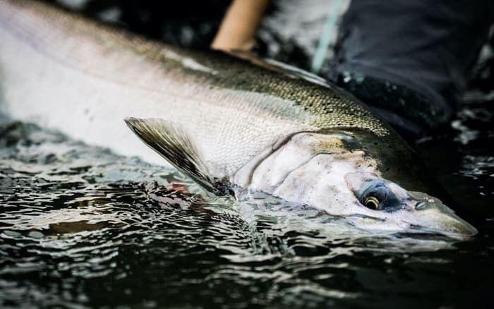 BC STEELHEAD