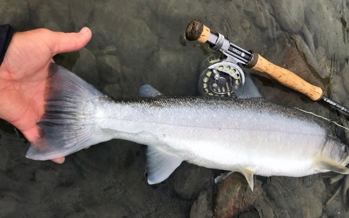 Vancouver fishing report june