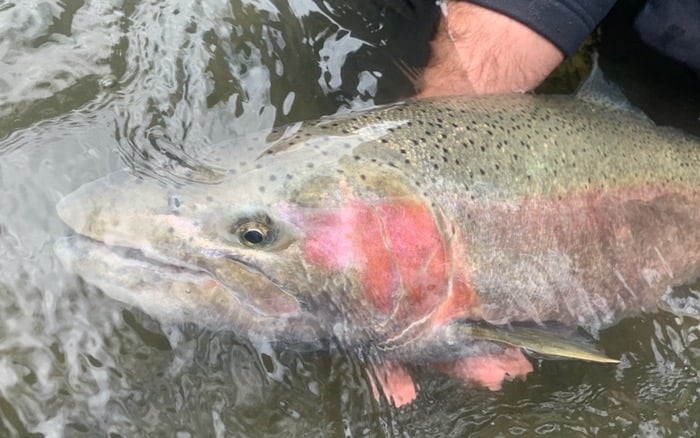 steelhead fishing