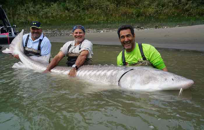 BC Sturgeon fishing