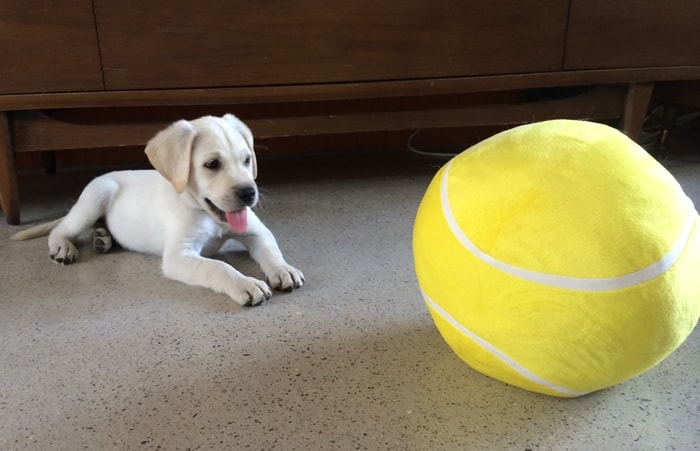 Puppy vs Tennis Ball