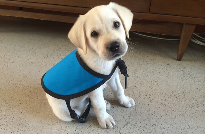 Archer Puppy In Training