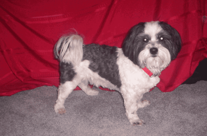 Lhasa Apso standing on carpet with red background