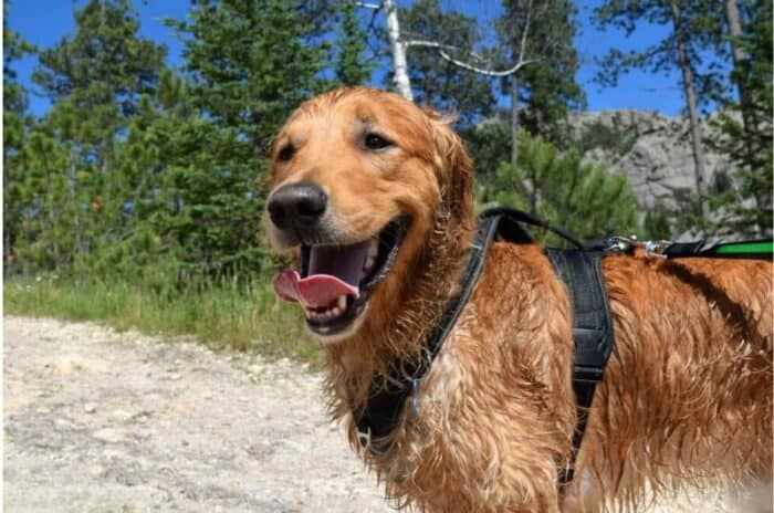 Hiking at Custer State Park near Sylvan Lake