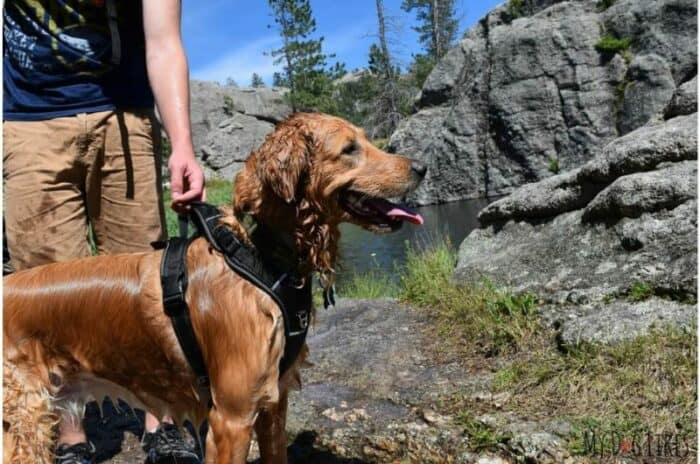 Hiking with wet Golden Retriever in harness