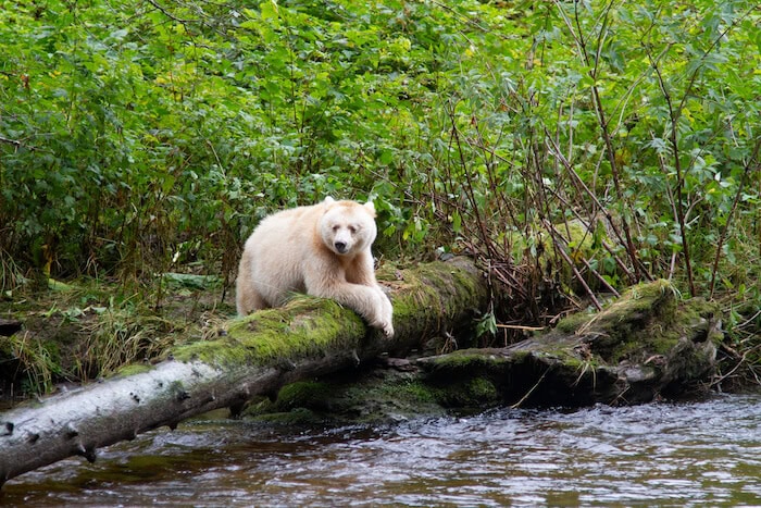 The Great Bear Rainforest Carbon Project in Canada