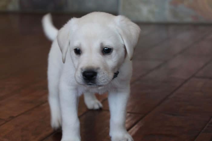 Camo-Green Puppy