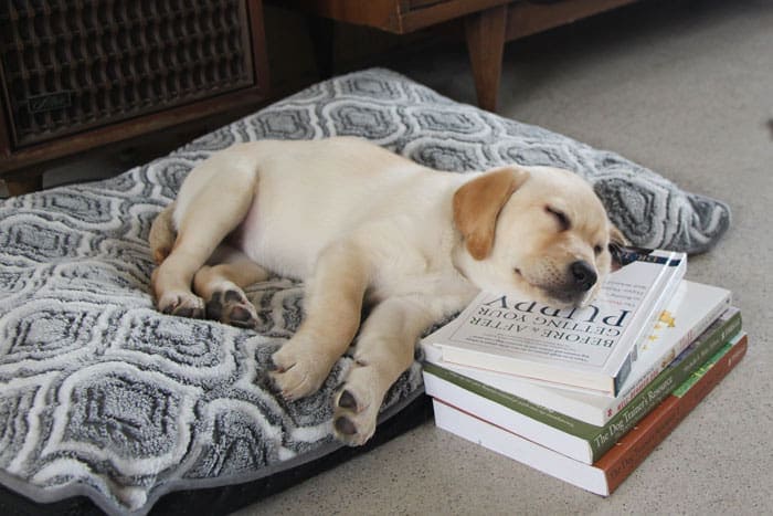 Puppy Training Through Osmosis