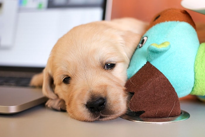 Maak kennis met de puppy s van PuppyInTraining.com!