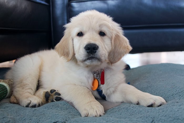 Meet The Puppies of PuppyInTraining.com!