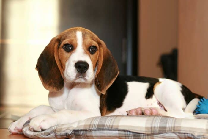 Are Beagles Good Dogs