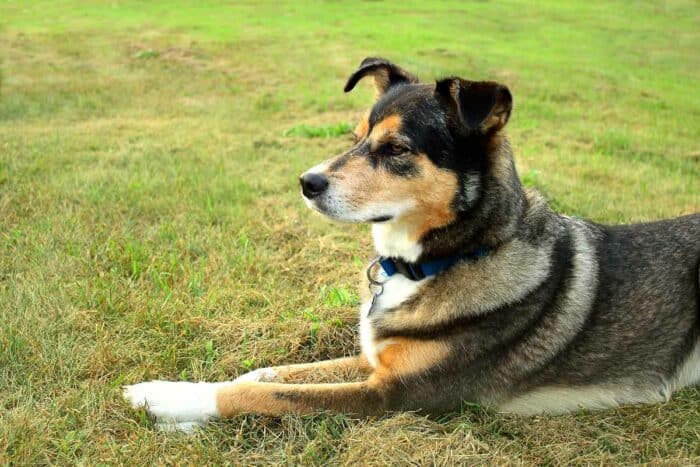 German Shepherd Husky Mix