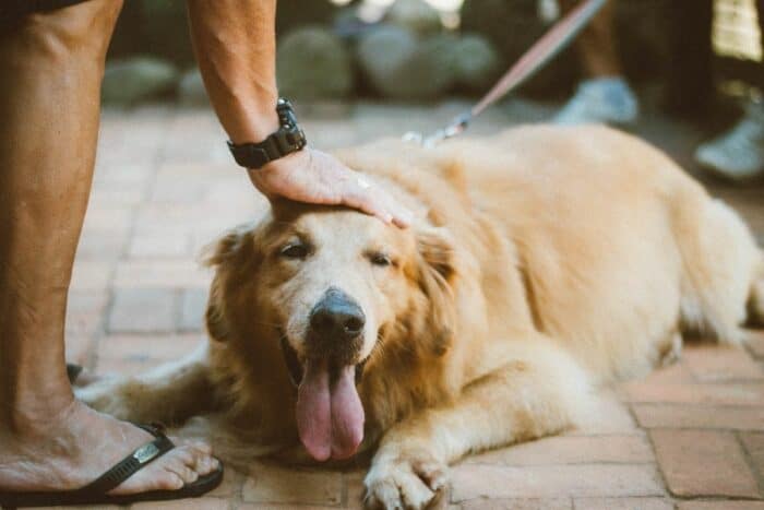 Waarom wil mijn golden retriever altijd geaaid worden?