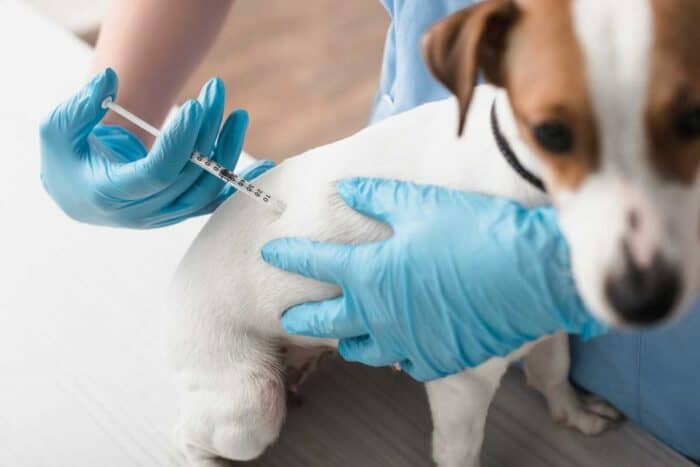 How Do Dogs Get Parvo - Puppy getting a shot