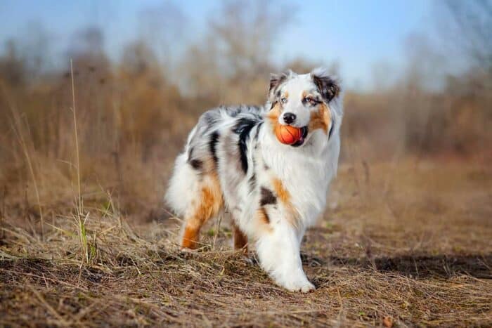 Miniature Australian Shepherd