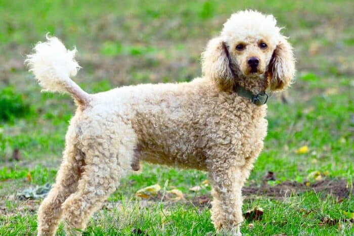 https://sp-ao.shortpixel.ai/client/to_auto,q_glossy,ret_img,w_700,h_467/https://puppyintraining.com/wp-content/uploads/Poodle-Vs-Goldendoodle-700x467.jpg