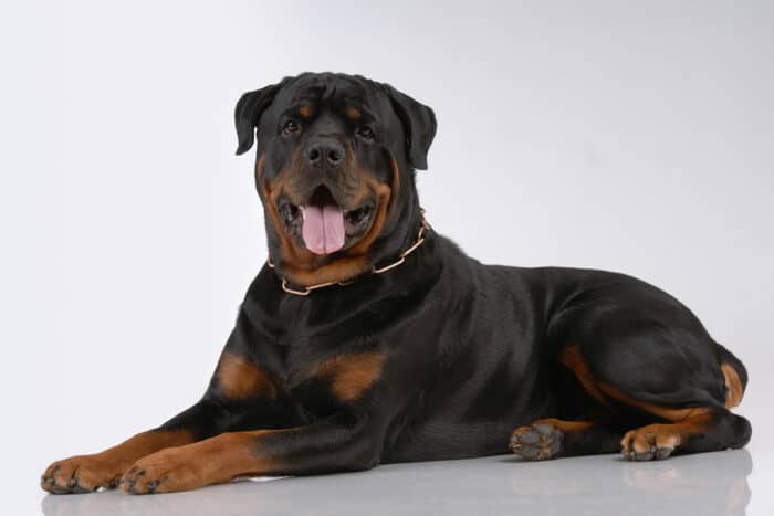 Rottweiler Names