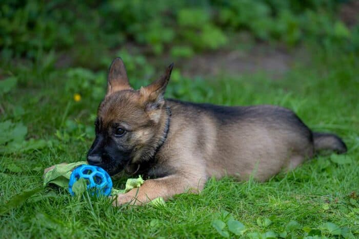 Sable German Shepherd