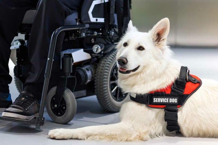 What Disabilities Qualify For A Service Dog