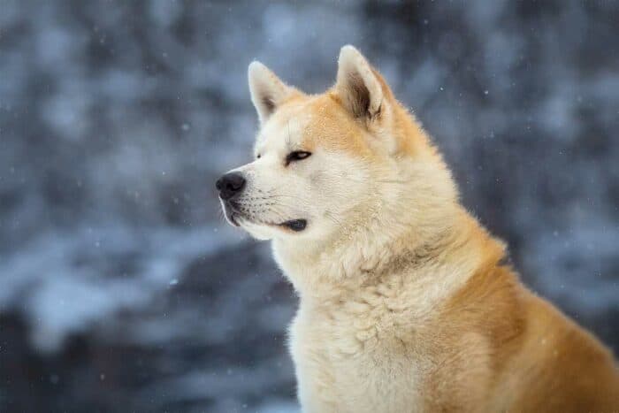 What Kind Of Dog Is Hachi? (The Story, The Film, The Breed)