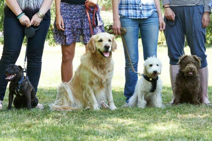 What does AKC registered mean - people and dogs lined up in a row in sit stays