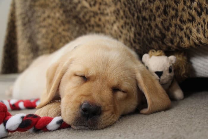 Adelle worn out by the squirrel puzzle toy - yellow lab puppy sleeping with squirrel and fleece rope