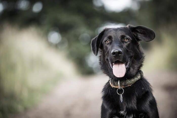 Помесь бордер-колли Black Lab:чего ожидать от борадора