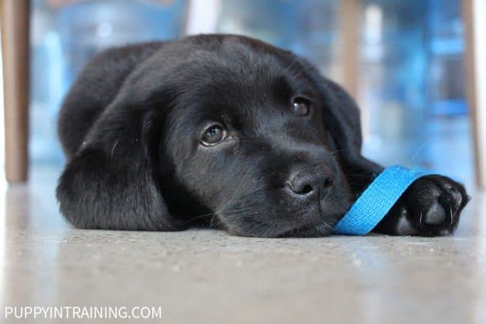 Black Lab puppy