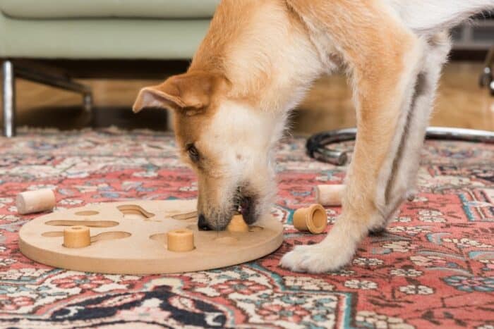 17 coola hundspel:roliga aktiviteter för dig och din hund