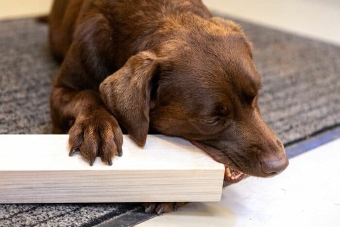 Chocolate Lab Chewing Woodwork