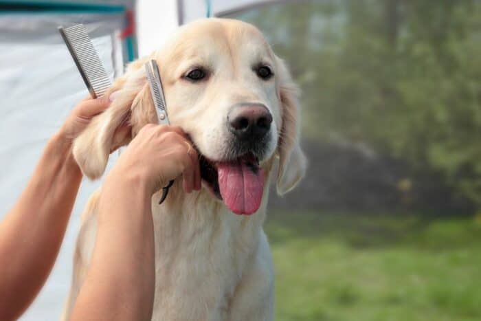 Golden Retriever getting his ears trimmed and groomed.