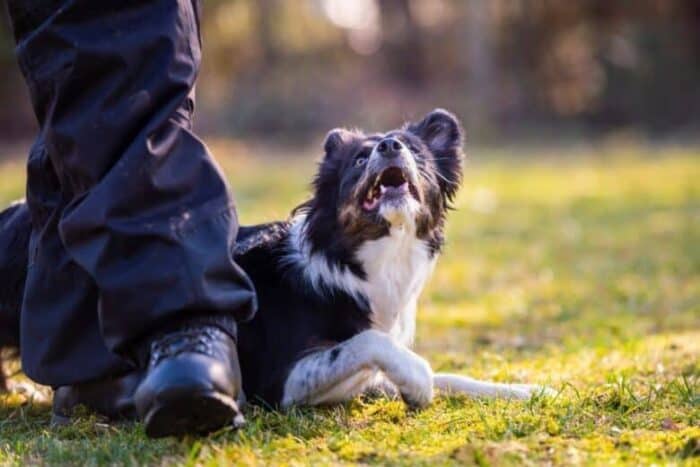 5 tekenen dat een hond zijn baasje bezit