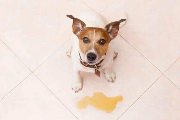 dog standing on tile floor looking up at camera with pee at his feet.