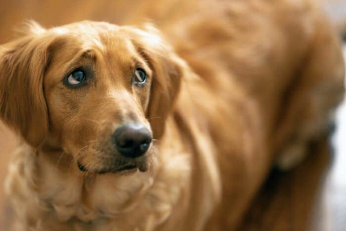 Why Does My Golden Panic When I Leave? - Worried Golden Retriever