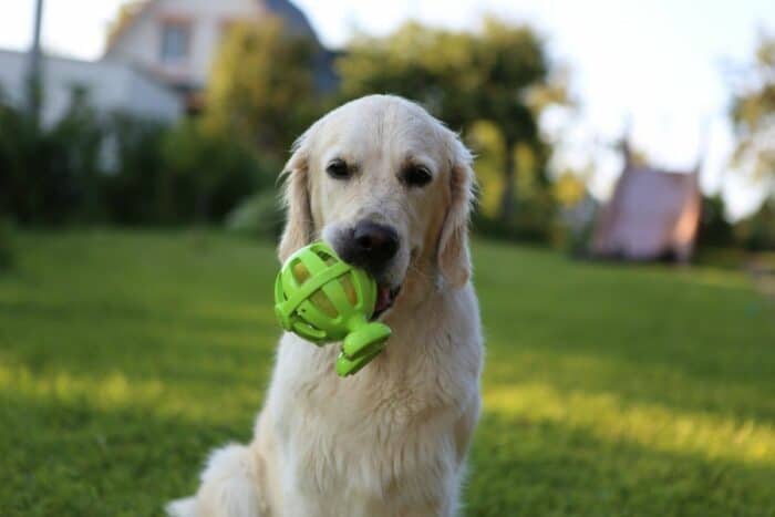 Golden Retriever Release His Toys