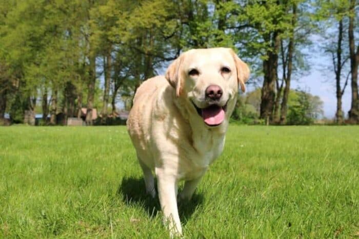 Mijn hond beeft en doet raar:14 mogelijke redenen