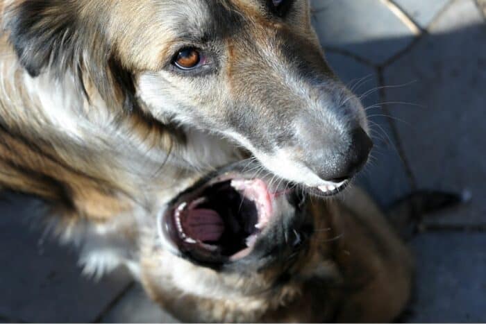 dog looks up as puppy attacks.