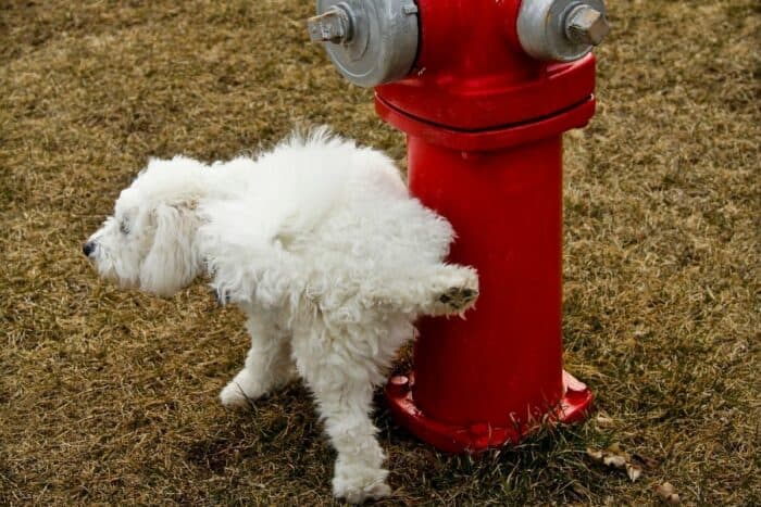 White Dog Fire Hydrant peeing