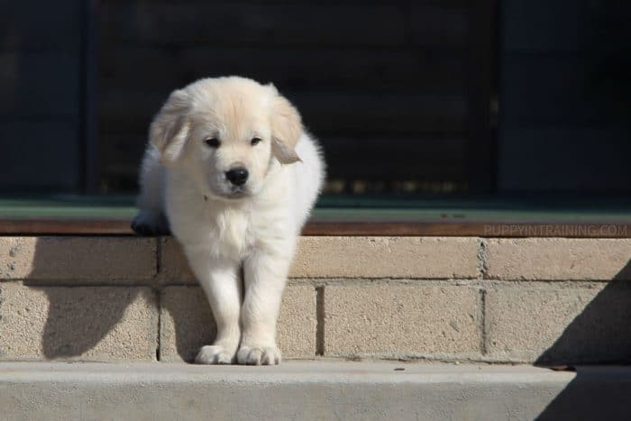 Golden Retriever puppy taking first steps down stairs.