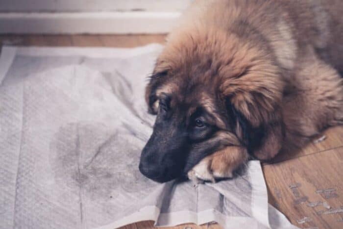 Pourquoi mon chien fait-il pipi à côté du coussin et pas sur le coussin ?