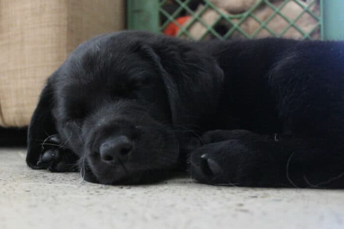 How Do I Know If My Puppy Will Survive Parvo? - black lab puppy lying on the concrete floor.